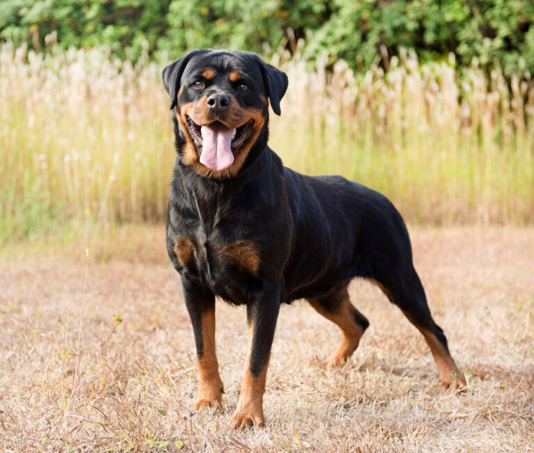 Pies olbrzym – rottweiler